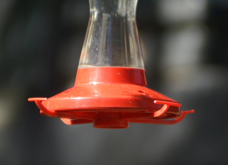 Rufous Hummingbirds