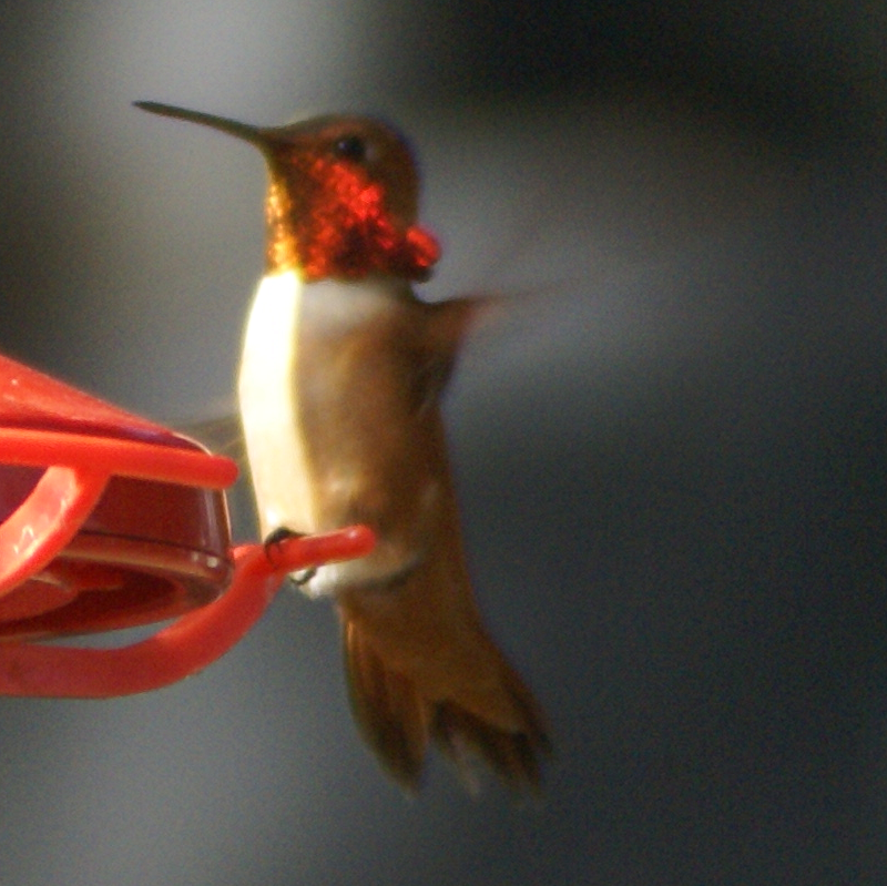Male Annas Hummingbird
