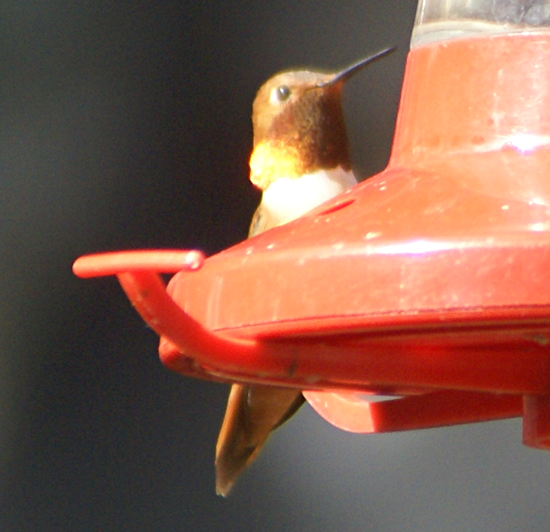 Male Rufous Hummingbird