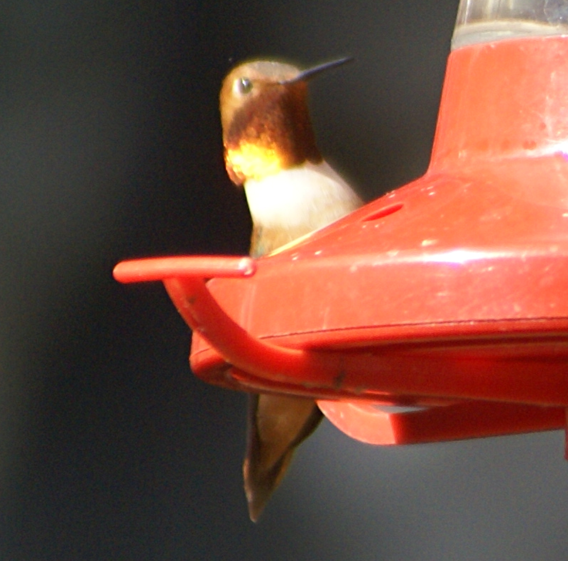 Male Rufous Hummingbird
