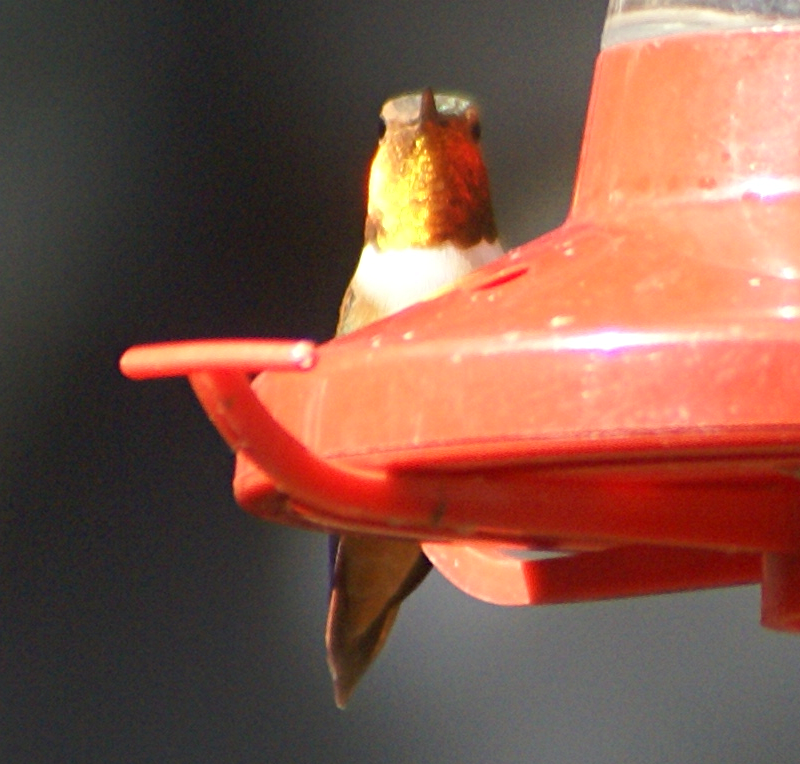 Male Rufous Hummingbird