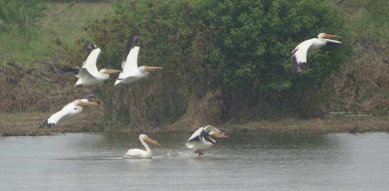 Pelicans