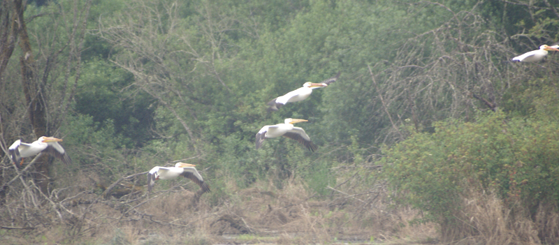 Pelicans