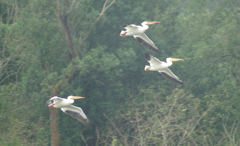 Pelicans