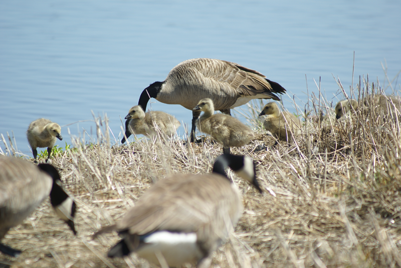 Canada Goose goslings