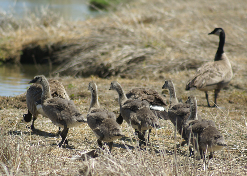 Canada Goose goslings