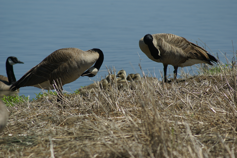 Canada Goose goslings