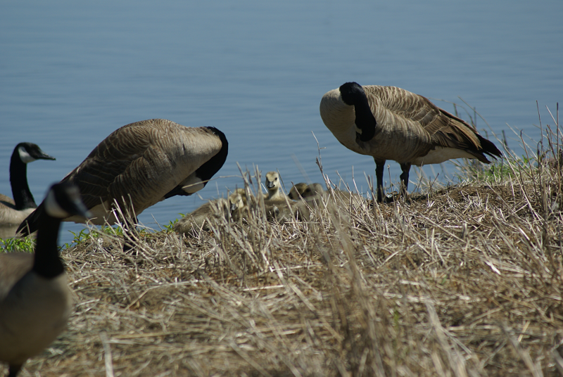 Canada Goose goslings