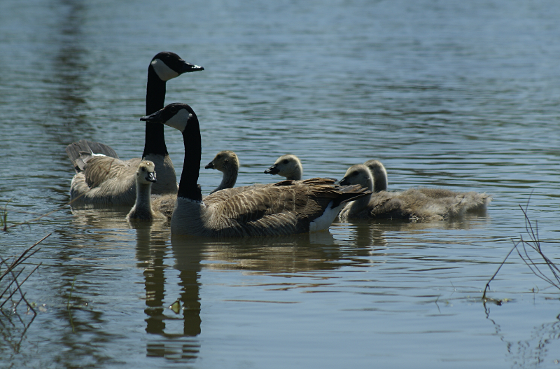 Canada Goose goslings