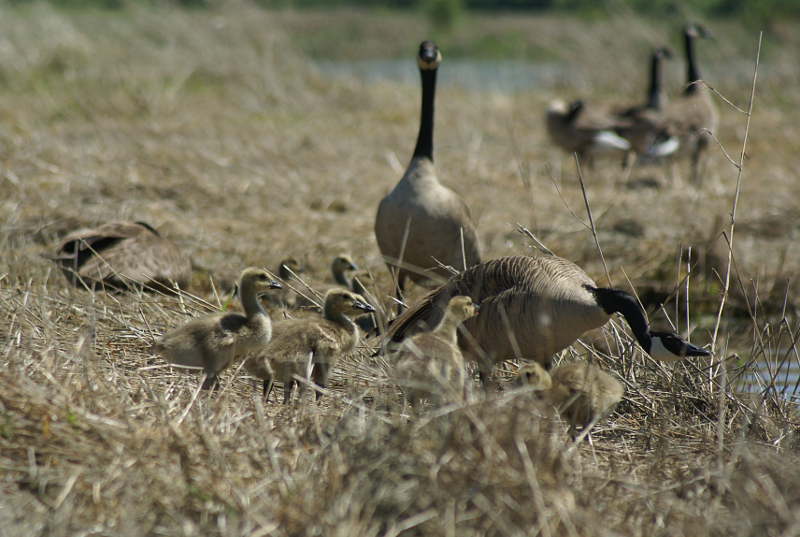 Canada Goose goslings
