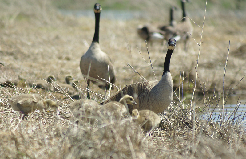 Canada Goose goslings