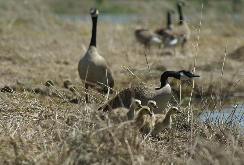 Canada Goose goslings