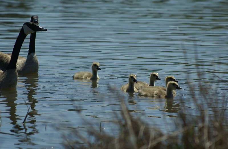 Canada Goose goslings