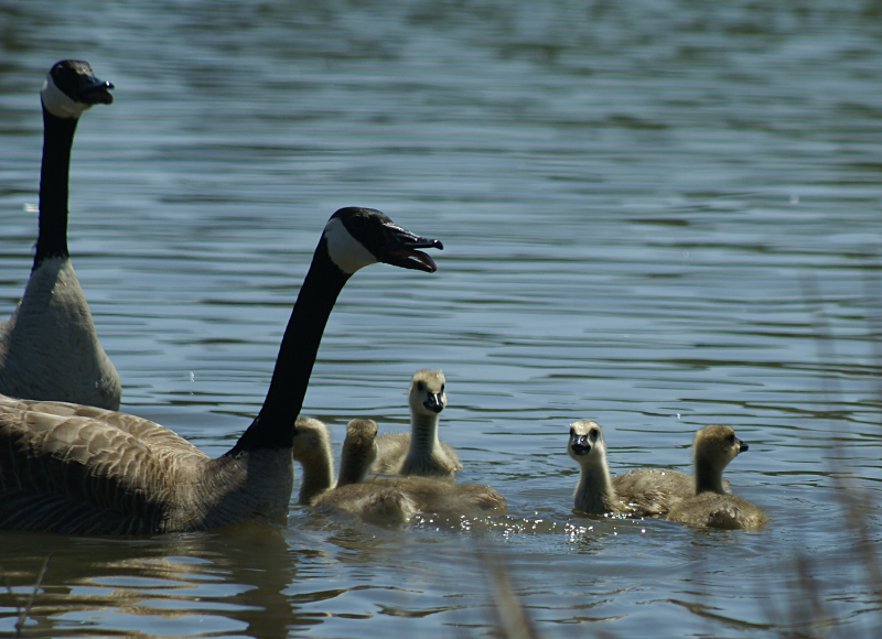 Canada Goose goslings