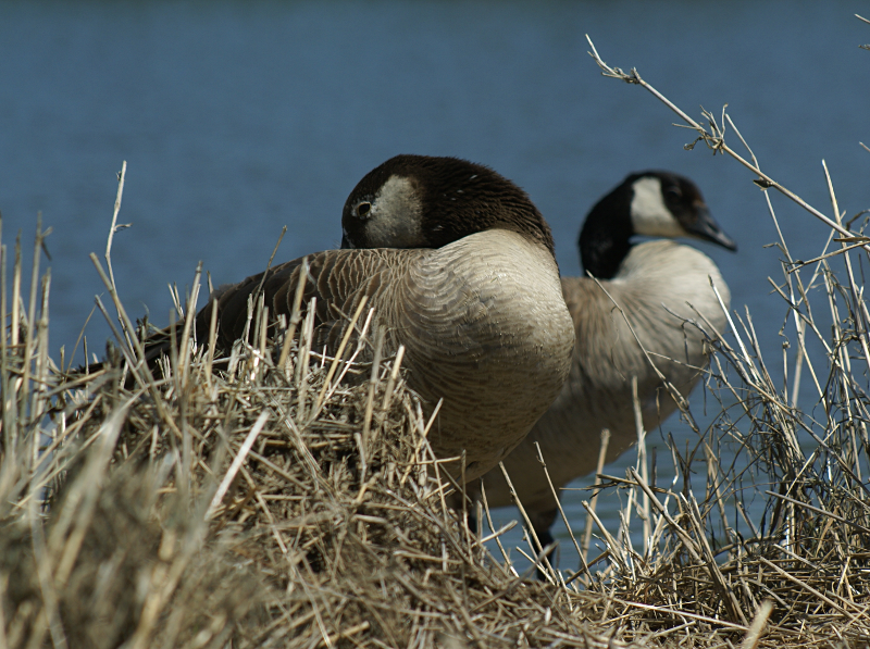 Canada Geese