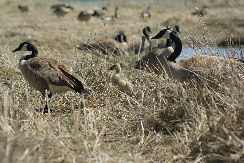 Canada Goose goslings