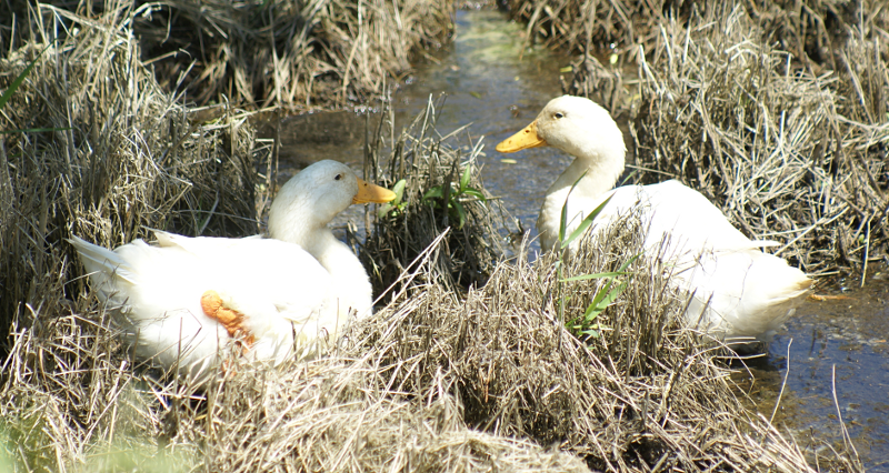 Domestic Ducks