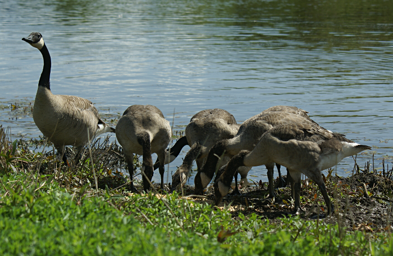 Canada Goose goslings