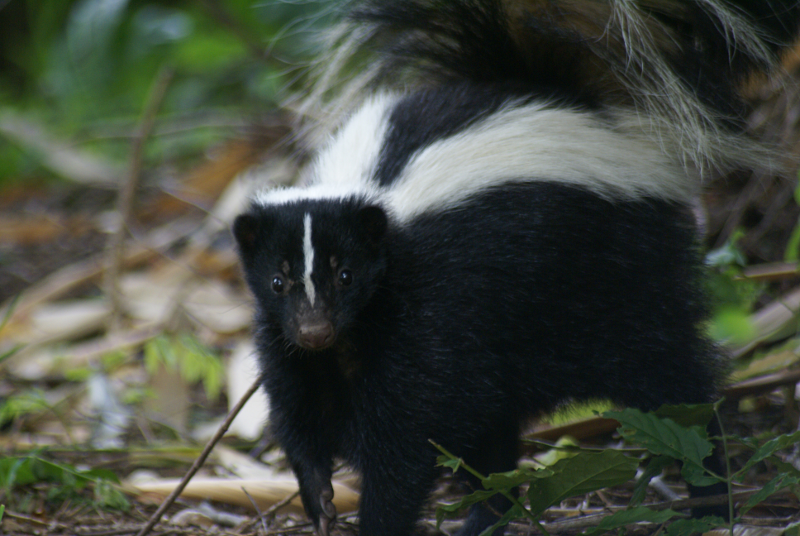 Juvenile Skunk