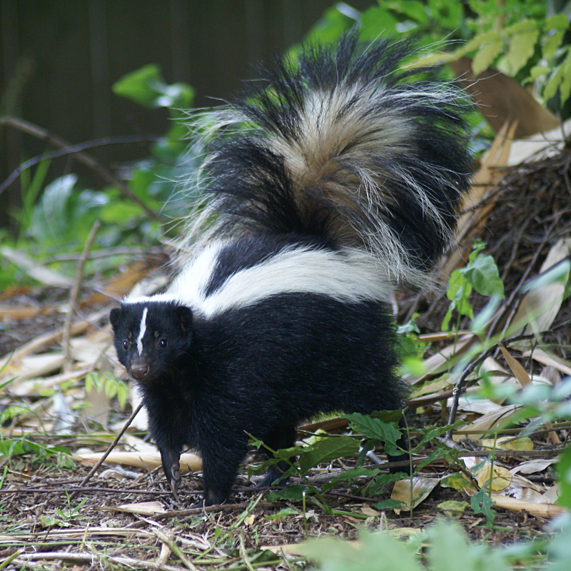 Juvenile Skunk