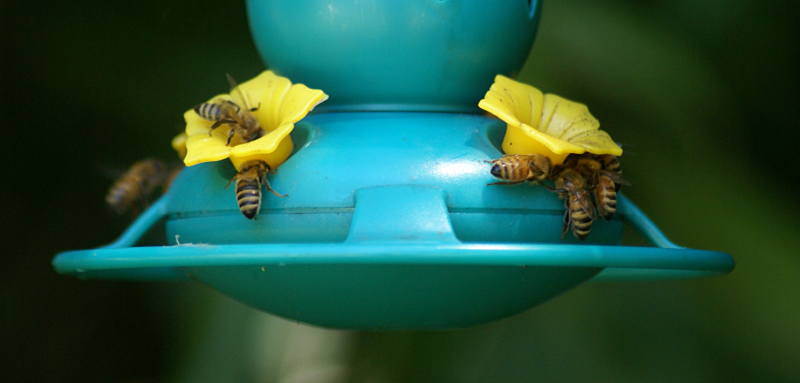 Honeybees on Hummingbird Feeder