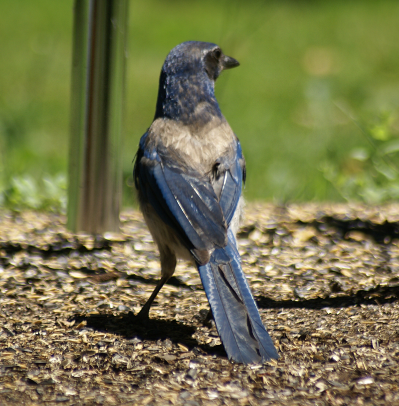 Western Scrub Jay