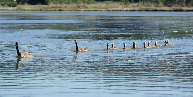 Canada Goose goslings