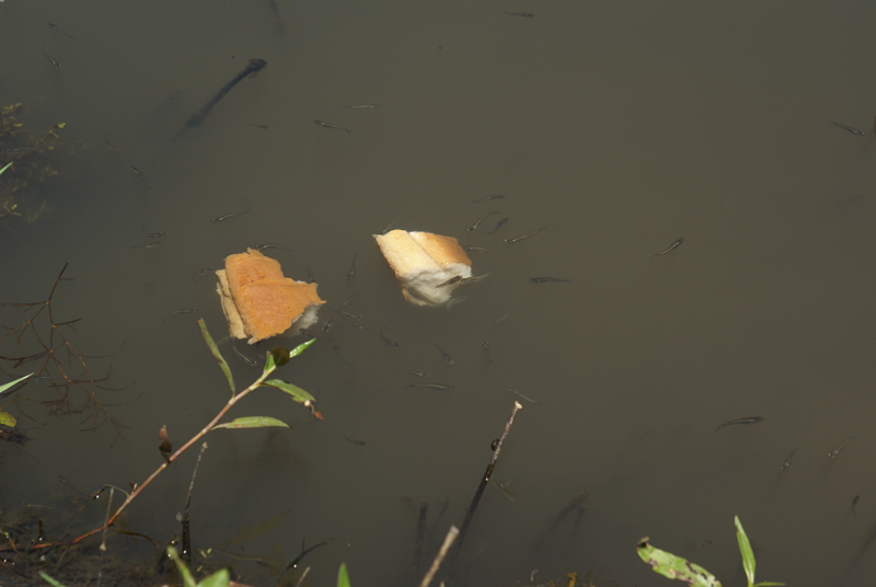 Baby Carp