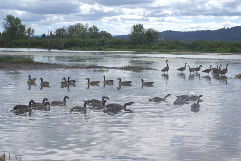 Pondscape with Geese
