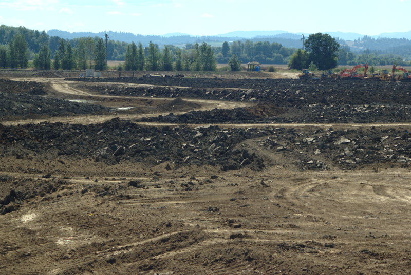 Canada Goose goslings