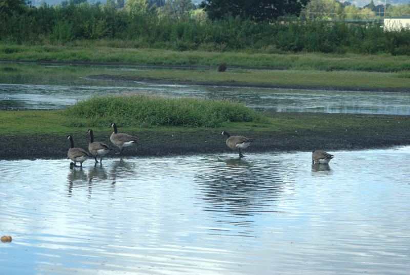 Canada Geese in drying pond