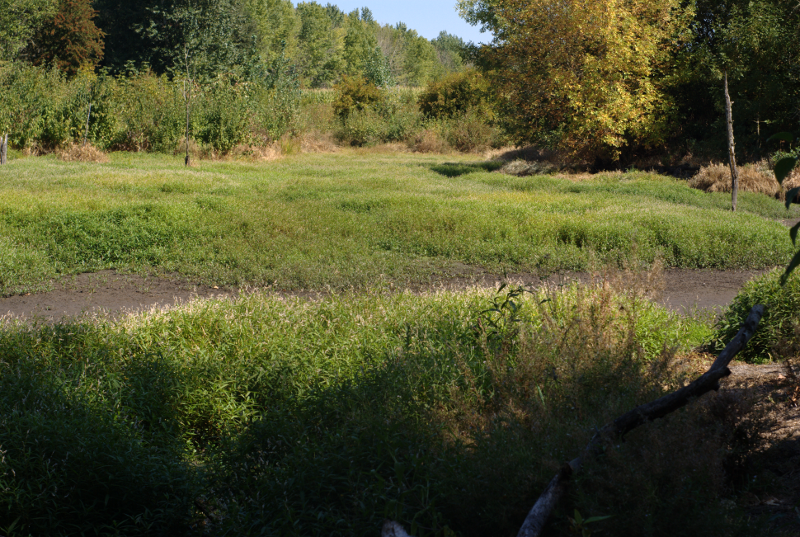 Canada Goose goslings
