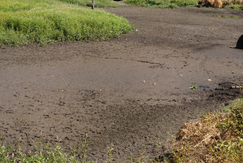 Canada Goose goslings