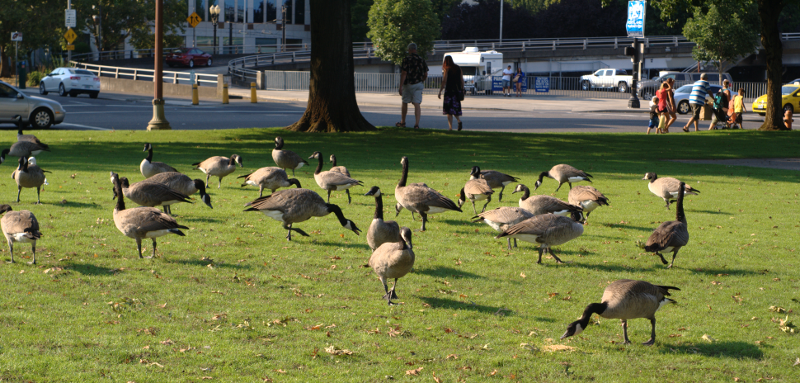Canada Geese
