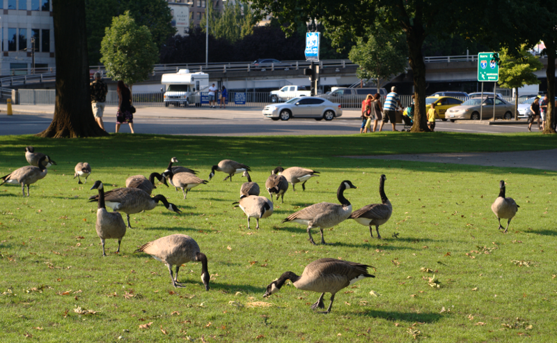 Canada Geese