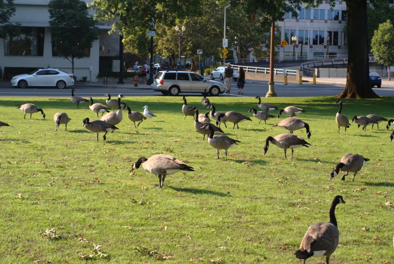 Canada Geese