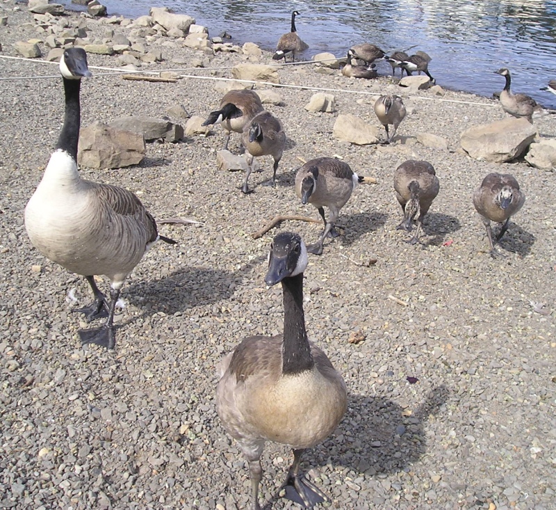 Canada Goose family