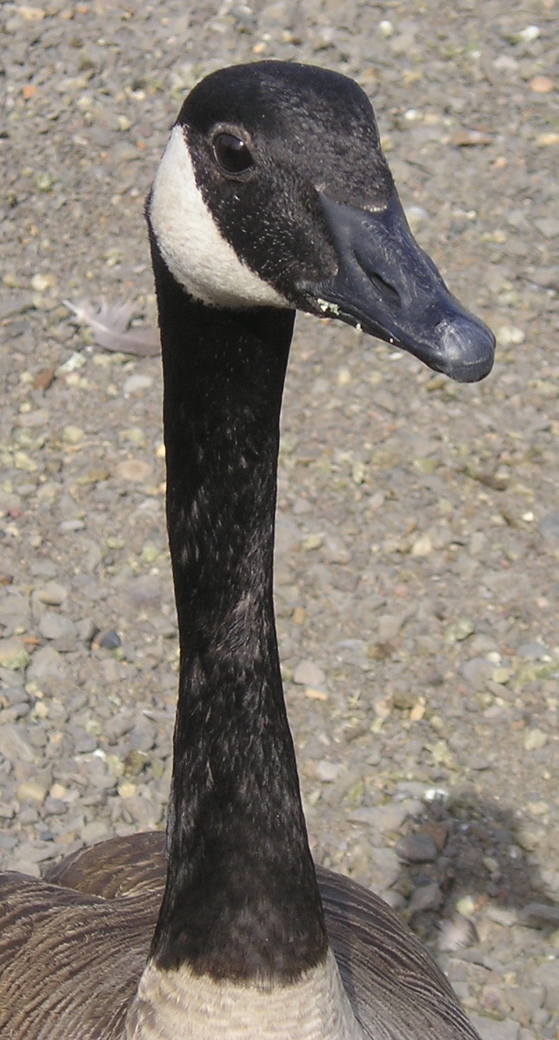 Canadian Goose