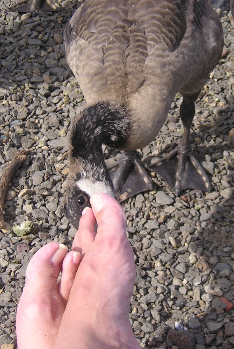 Canadian Goose gosling, nibbling toes