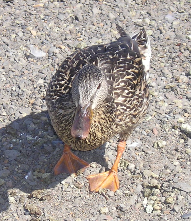 female Mallard Duck